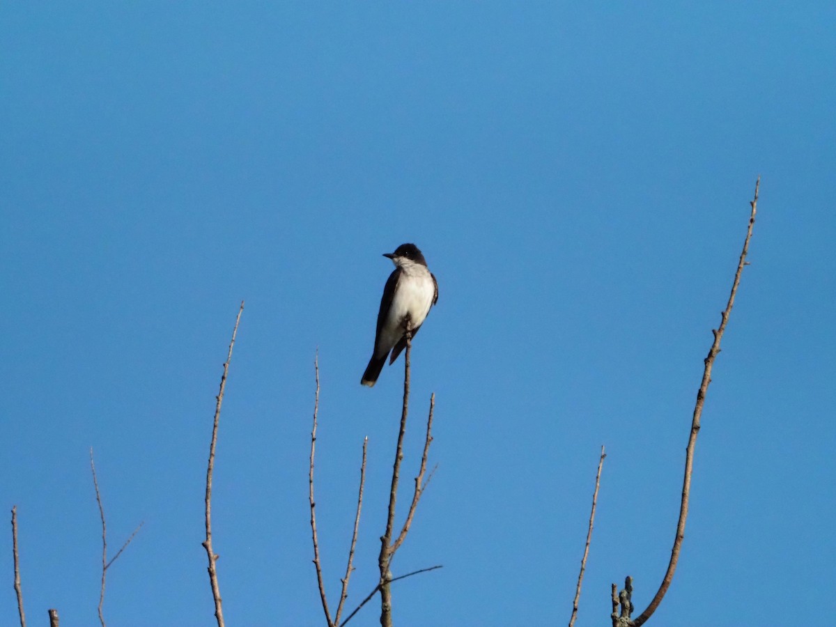 Eastern Kingbird - ML639758973