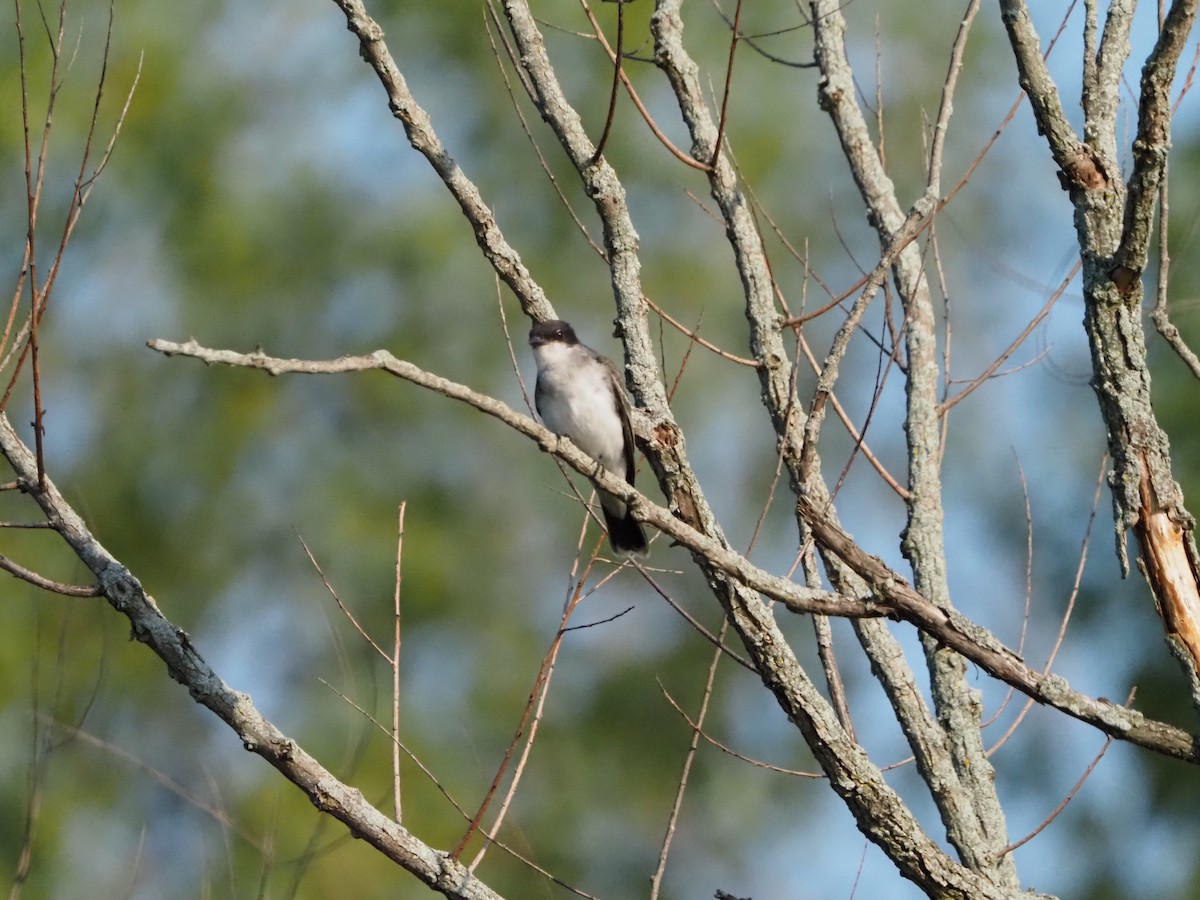 Eastern Kingbird - ML639758974