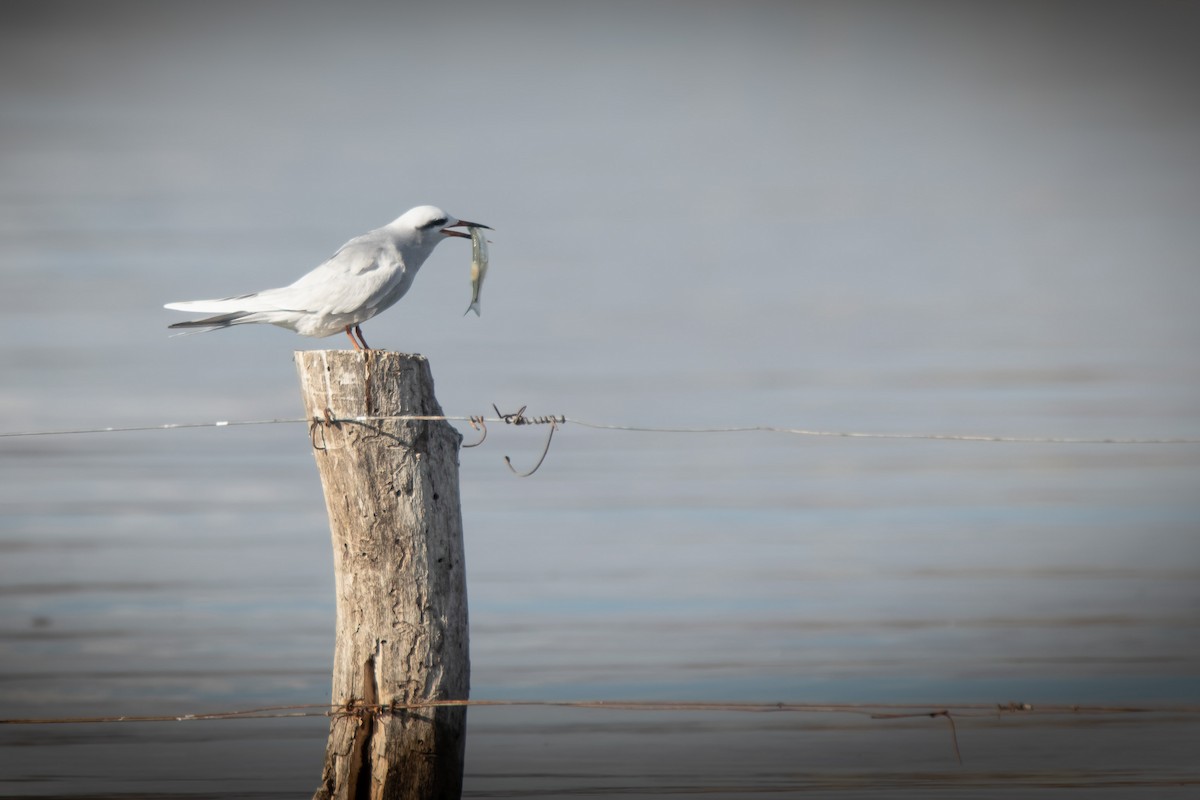 Snowy-crowned Tern - ML639759006