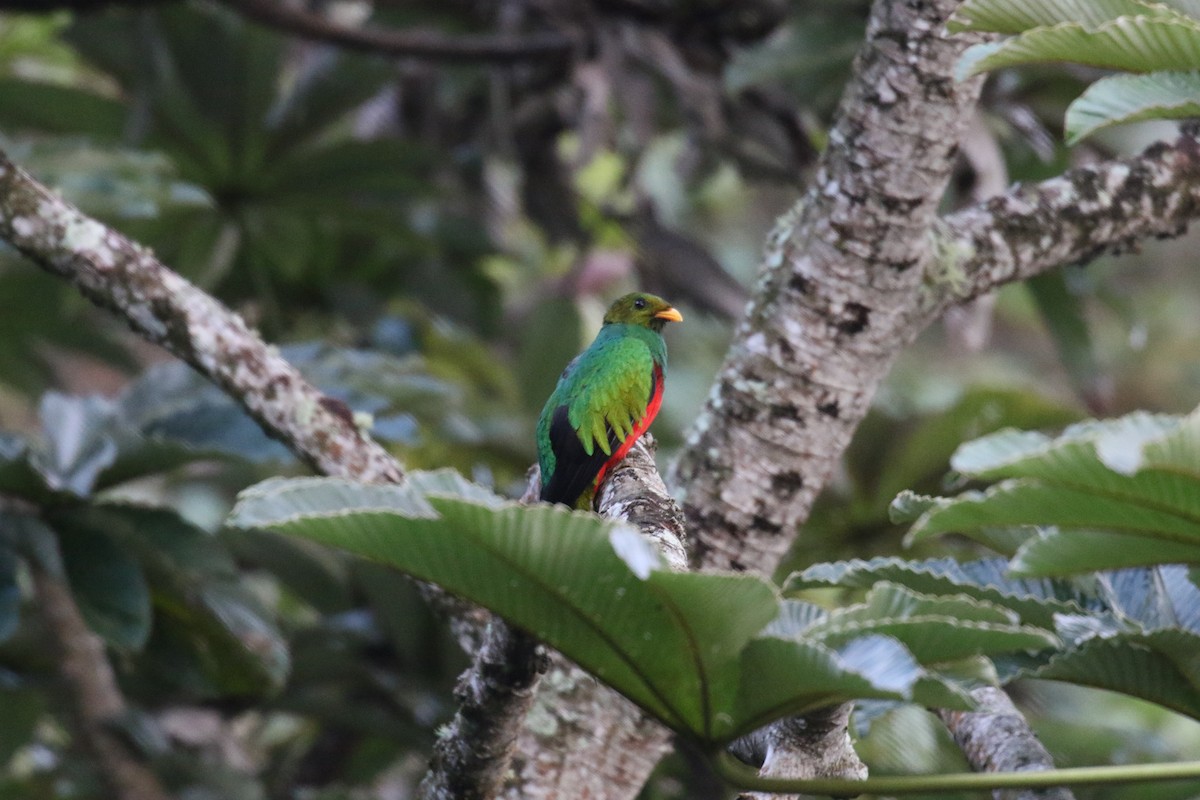 Quetzal Fúlgido - ML639759122