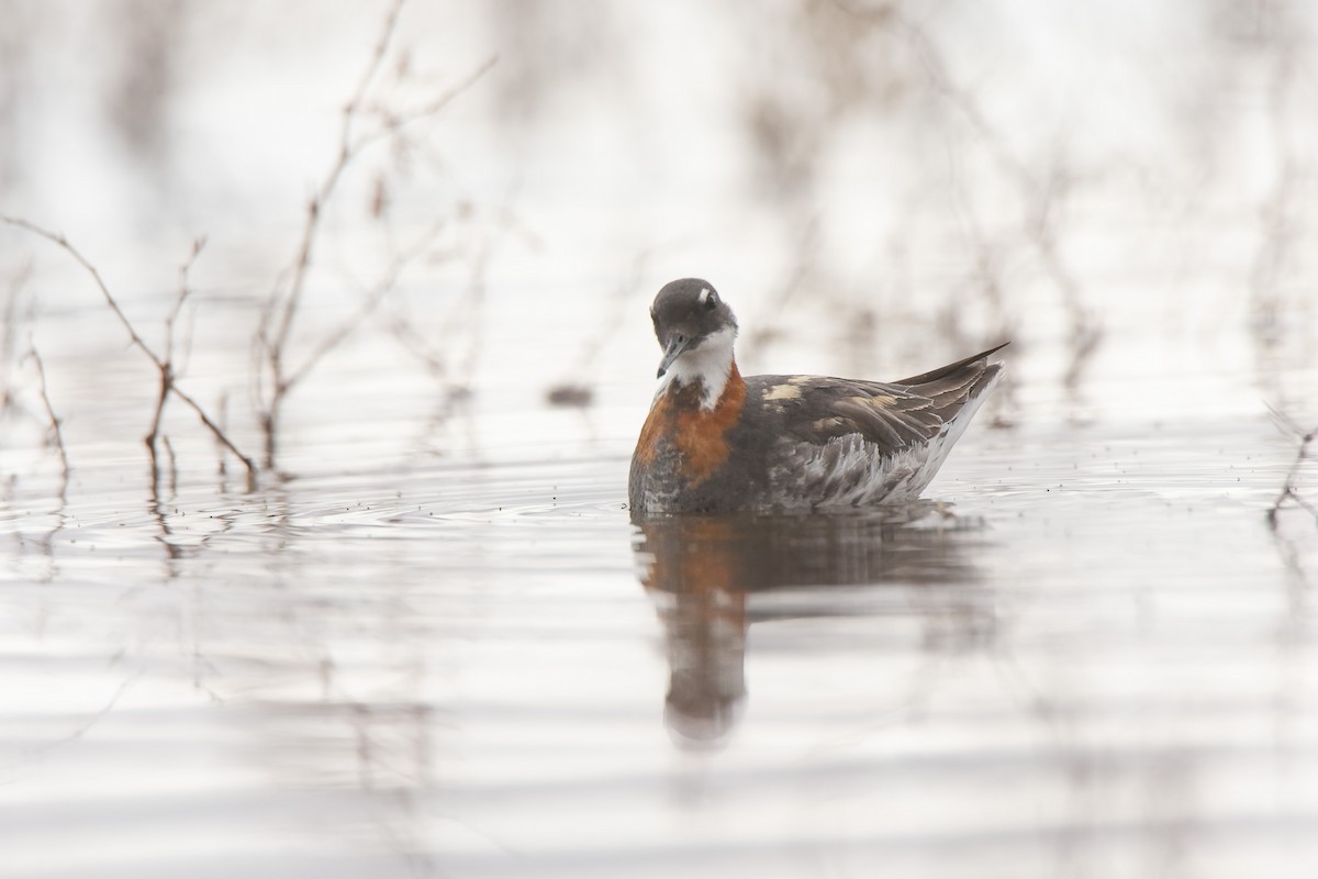Red-necked Phalarope - ML639759234