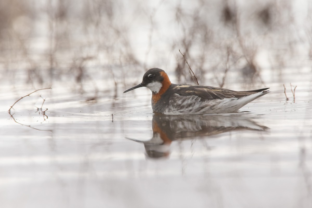 Red-necked Phalarope - ML639759235