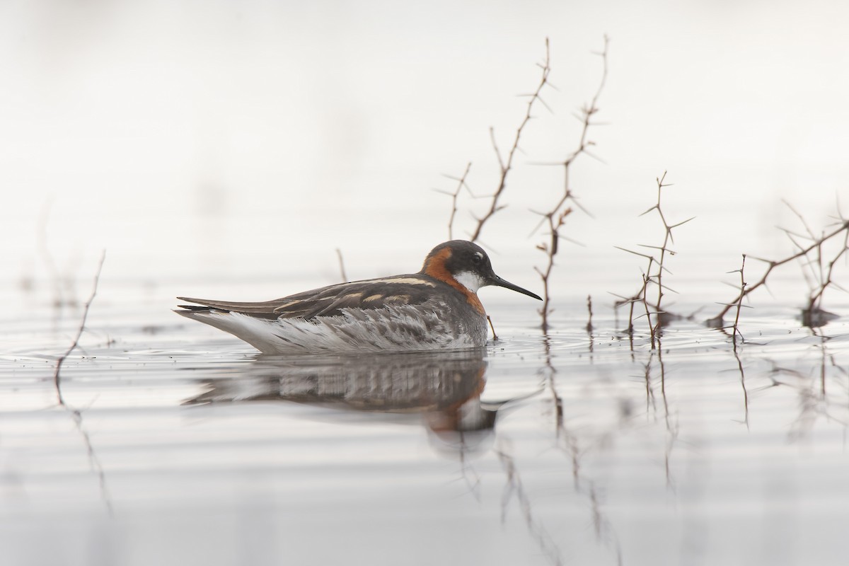 Red-necked Phalarope - ML639759236