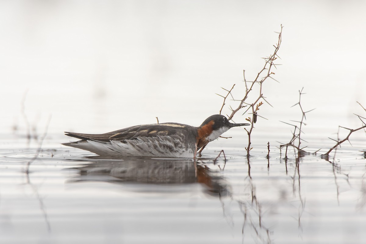 Red-necked Phalarope - ML639759237