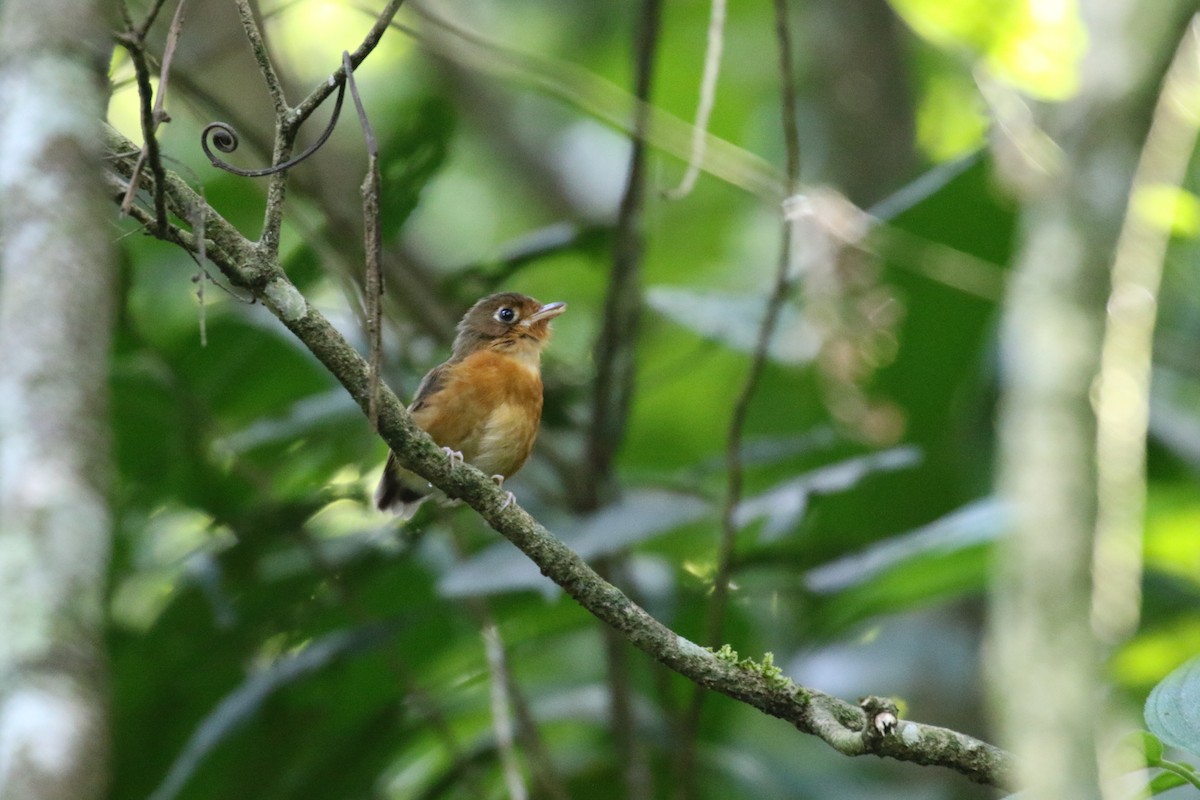 Rusty-breasted Antpitta - ML639759239