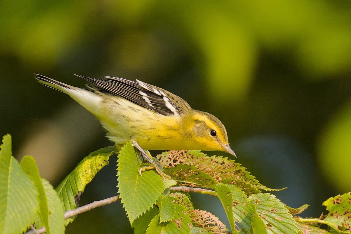 Blackburnian Warbler - ML639759257