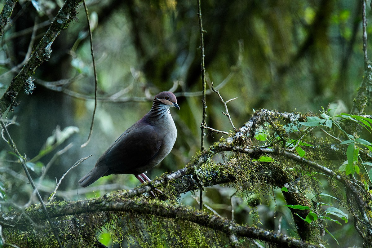 White-throated Quail-Dove - ML639759271