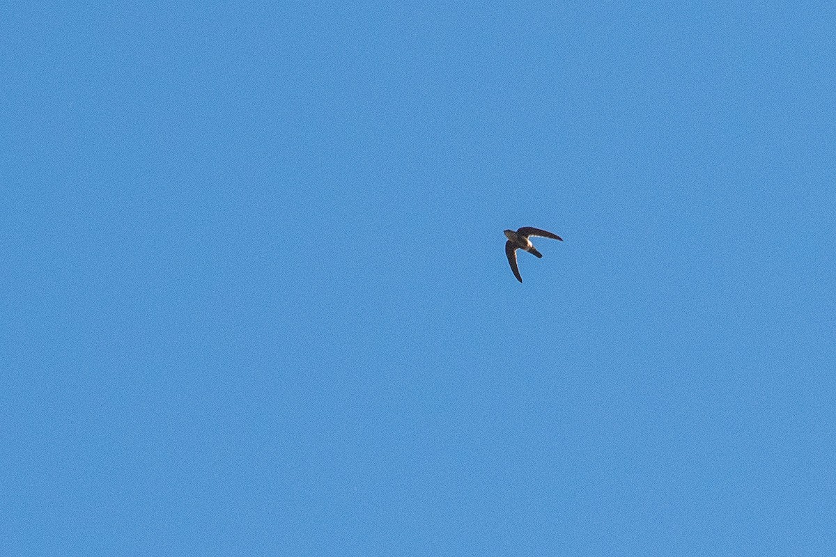White-tipped Swift - ML639759316