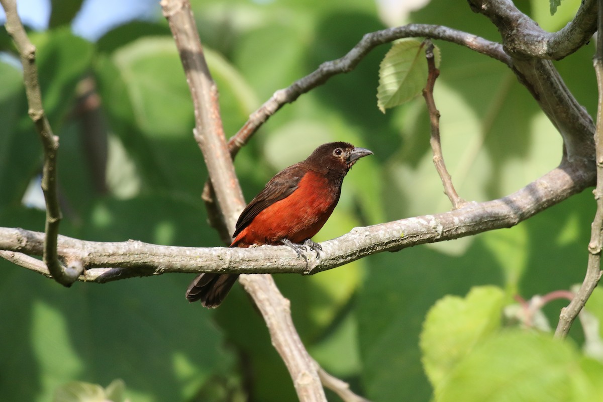 Crimson-backed Tanager - ML639759332