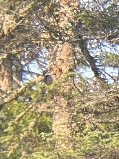 Black-backed Woodpecker - ML639759352