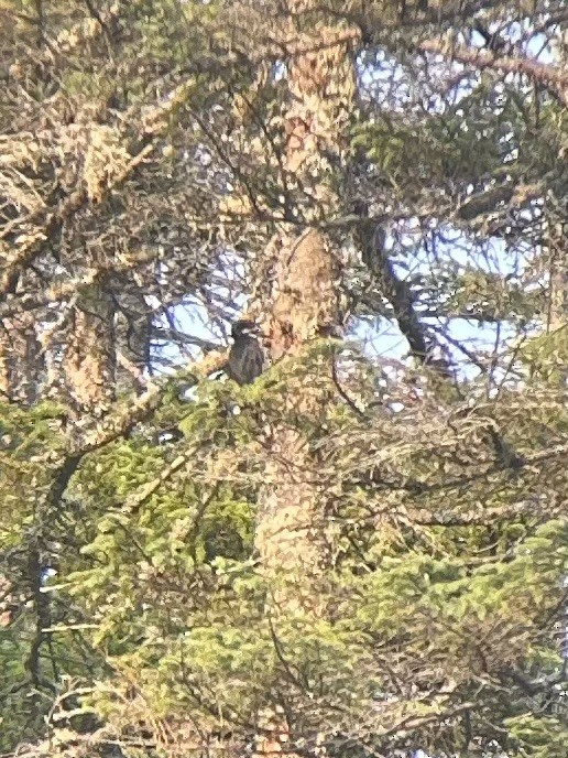 Black-backed Woodpecker - ML639759353