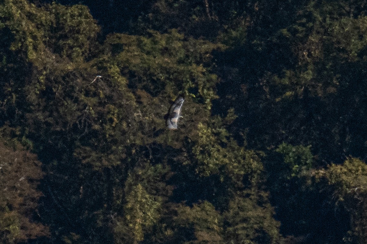 Solitary Eagle - ML639759374