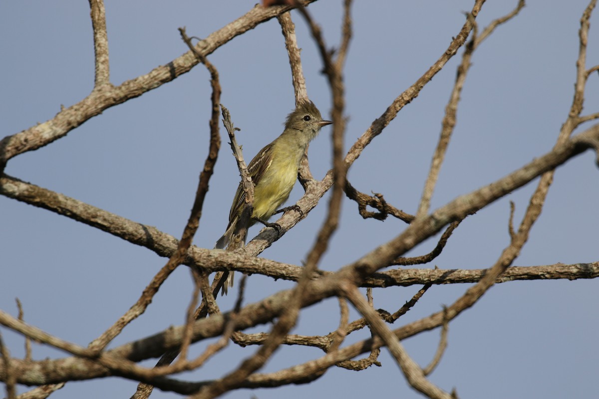 Yellow-bellied Elaenia - ML639759376