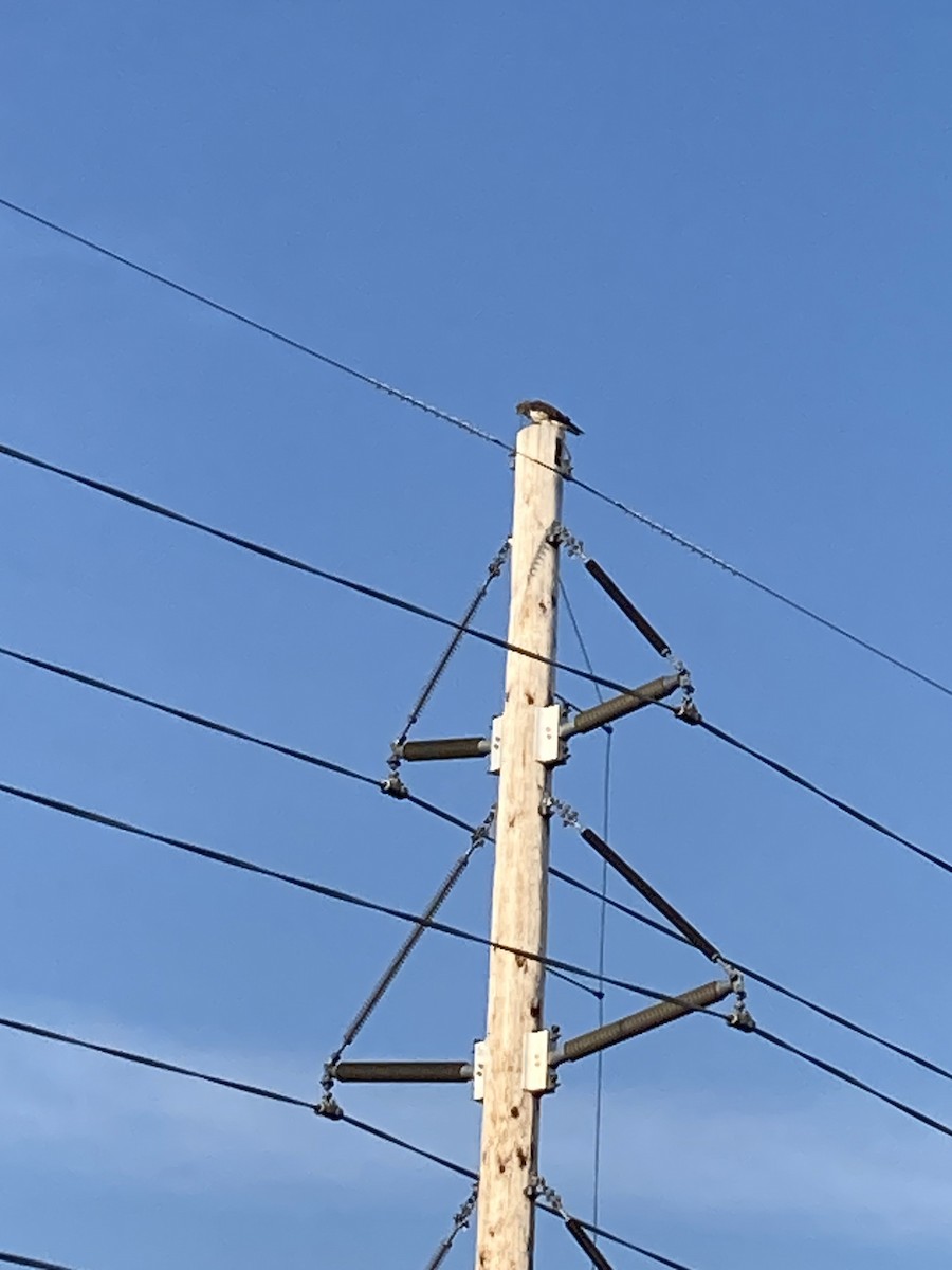 Swainson's Hawk - ML639759383