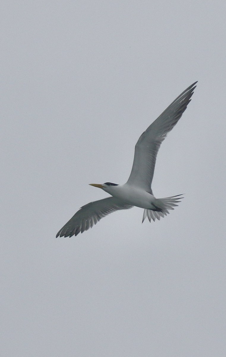 Great Crested Tern - ML639759392