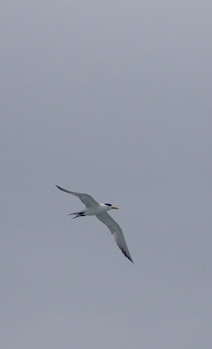 Great Crested Tern - ML639759394