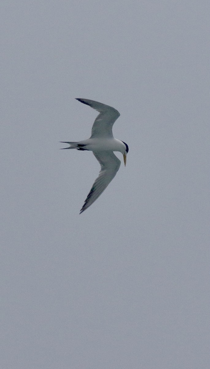 Great Crested Tern - ML639759396