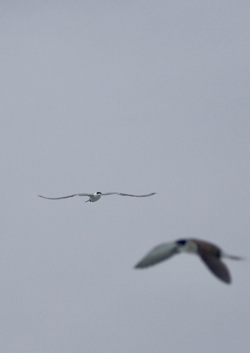 Great Crested Tern - ML639759397