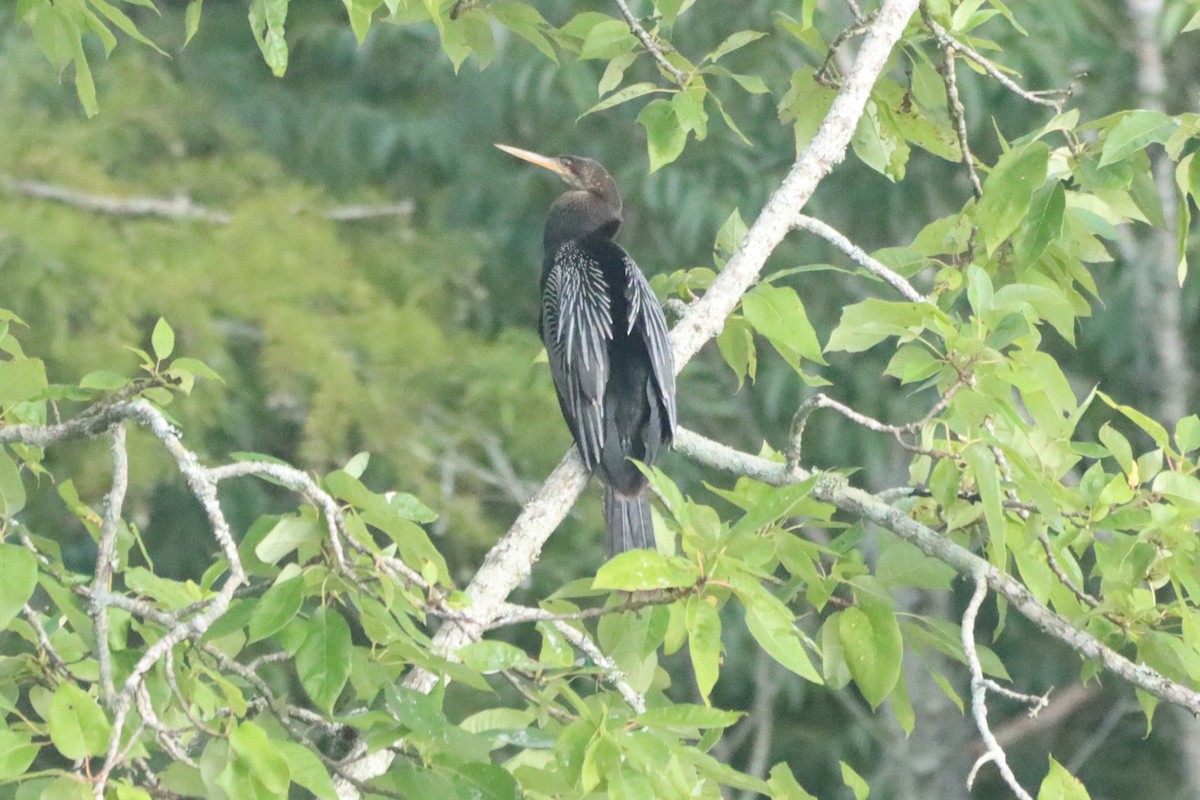 Anhinga - ML639759398