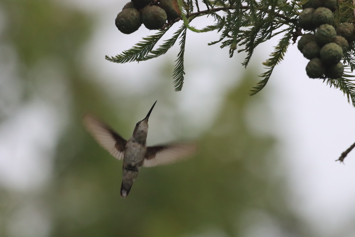Ruby-throated Hummingbird - ML639759462