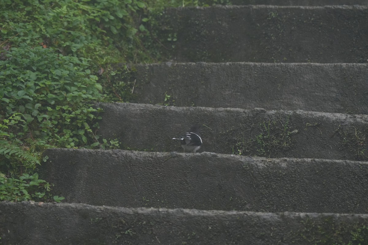 Spotted Forktail - ML639759498