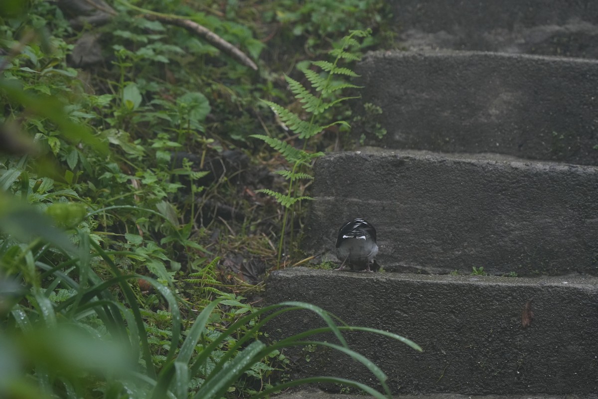 Spotted Forktail - ML639759499
