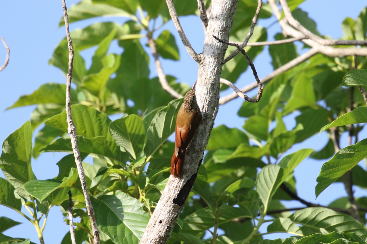 Streak-headed Woodcreeper - ML639759526