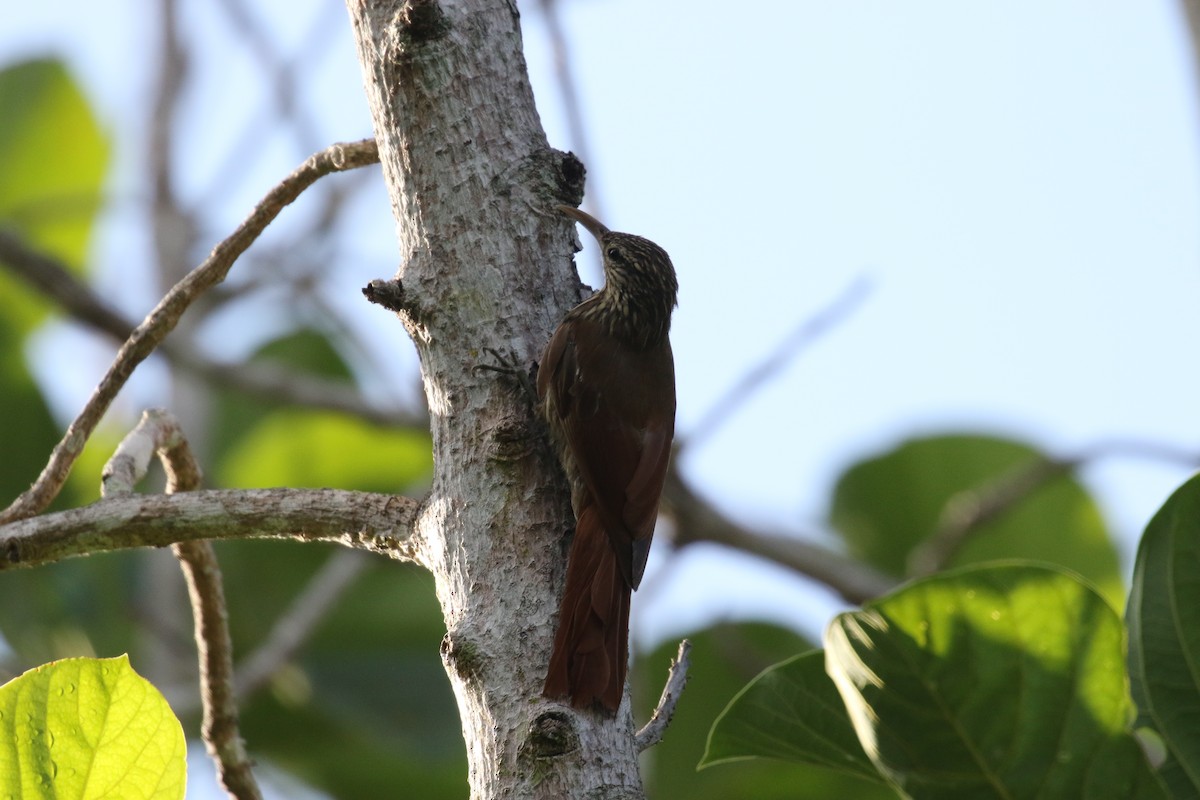 Streak-headed Woodcreeper - ML639759576