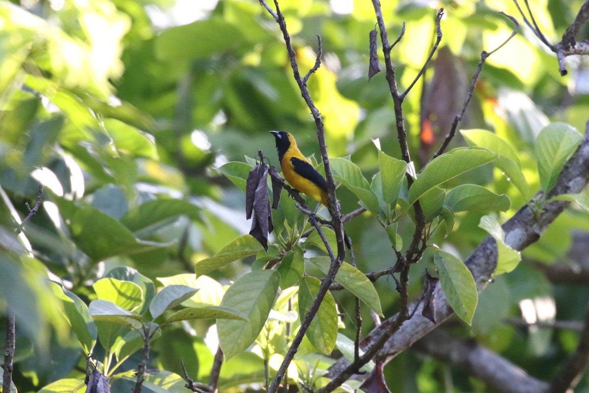 Yellow-backed Oriole - ML639759587