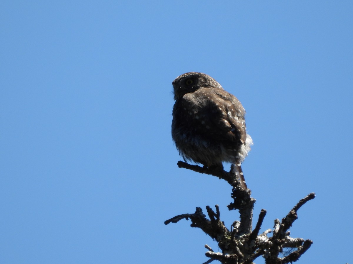 ロッキースズメフクロウ - ML639759655