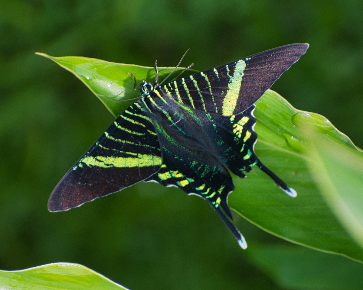 Urania Swallowtail Moth - ML639759670