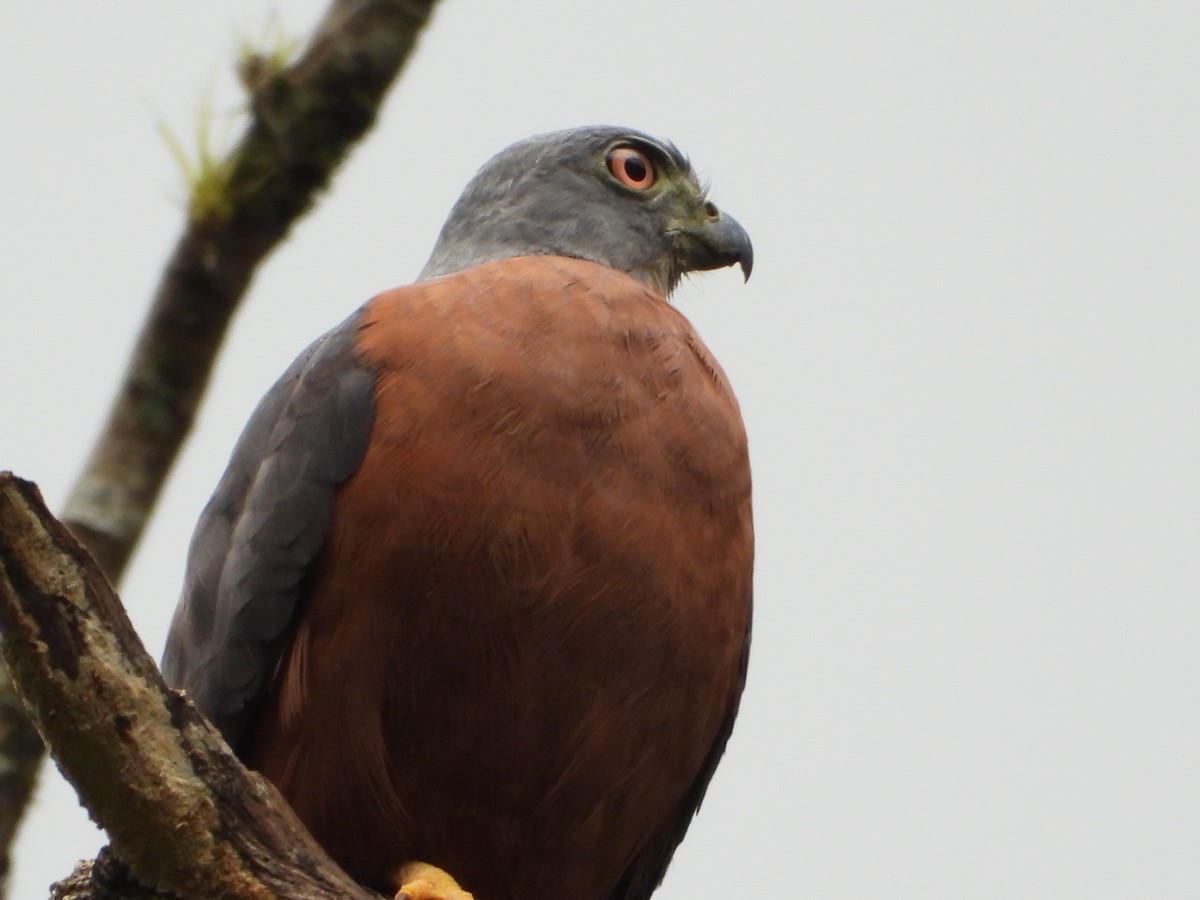 Double-toothed Kite - ML639759691