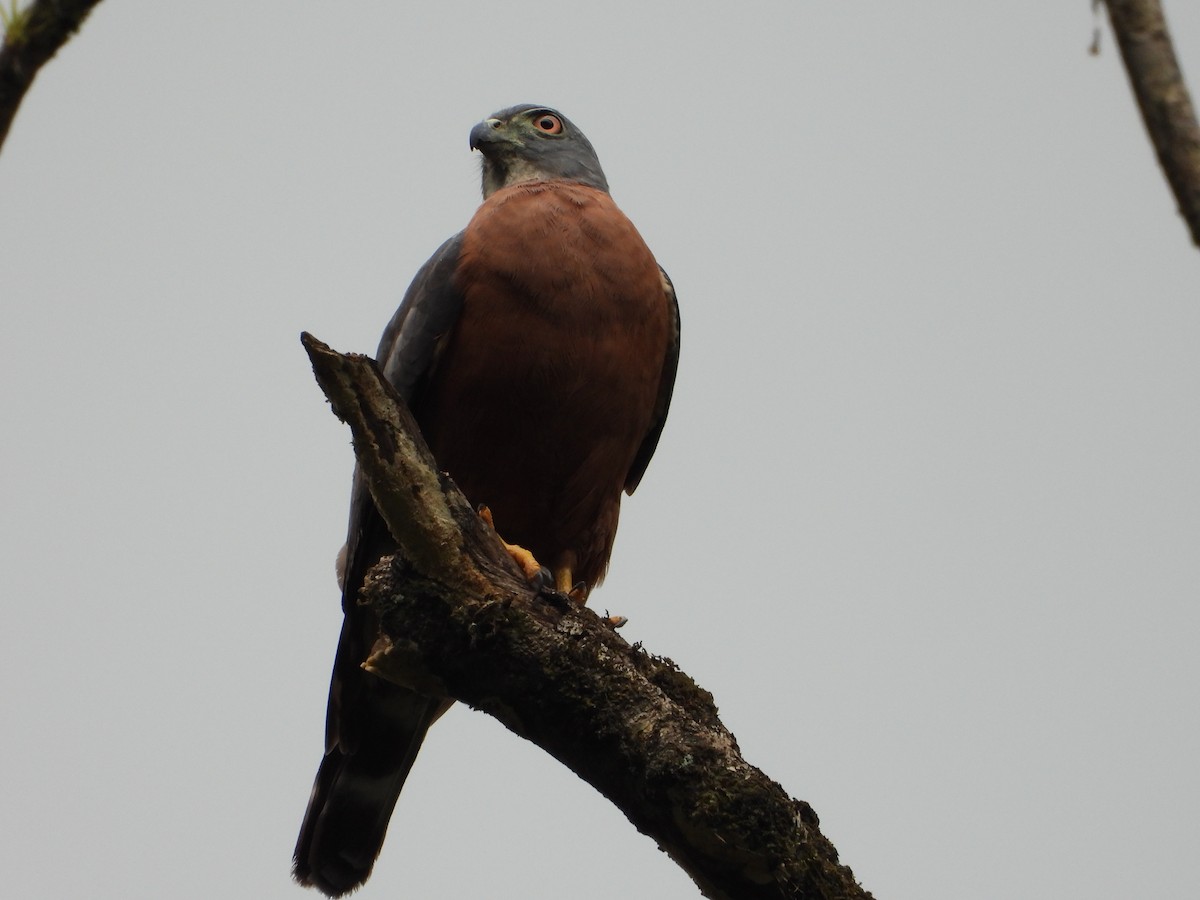 Double-toothed Kite - ML639759692