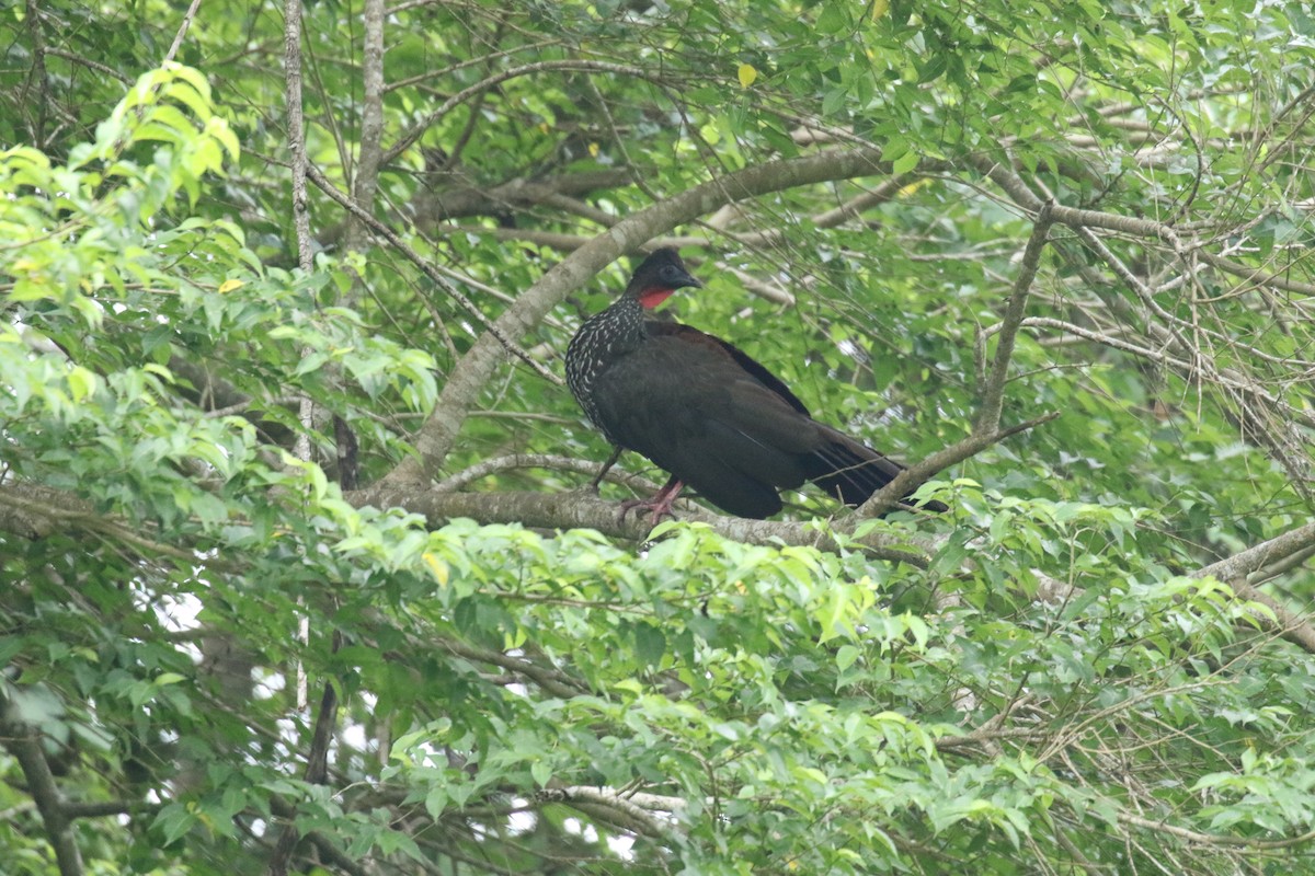 Crested Guan - ML639759694