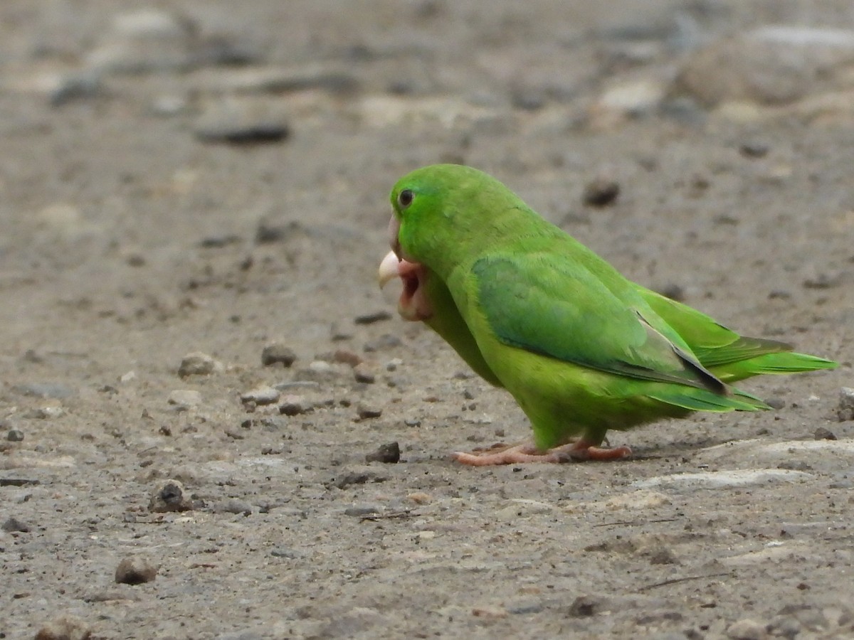 Spectacled Parrotlet - ML639759696