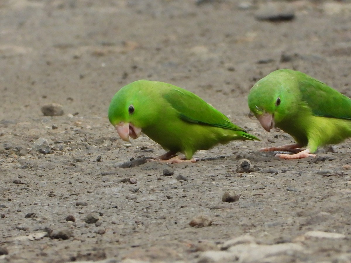 Spectacled Parrotlet - ML639759697