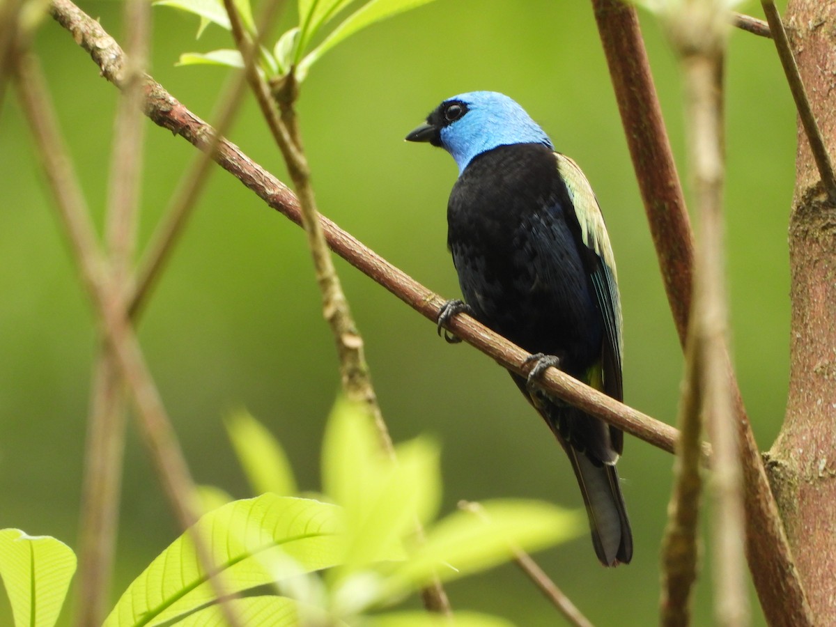 Blue-necked Tanager - ML639759716