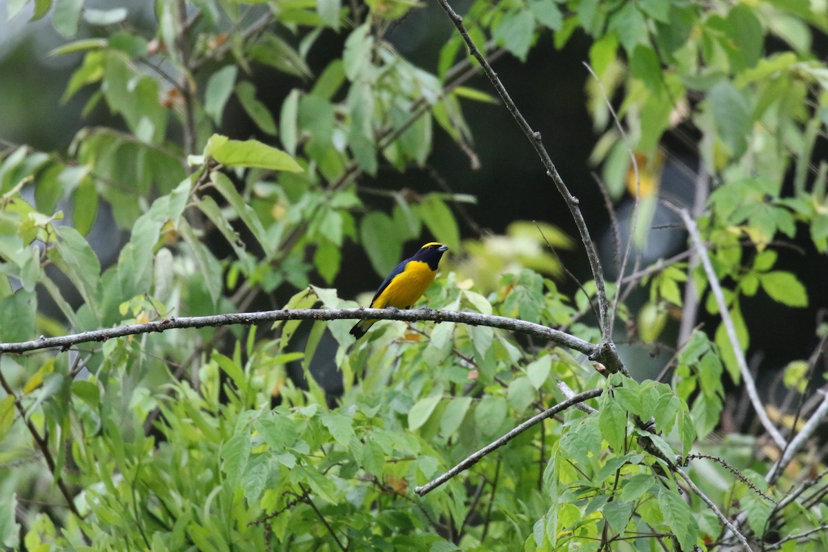 Trinidad Euphonia - ML639759749