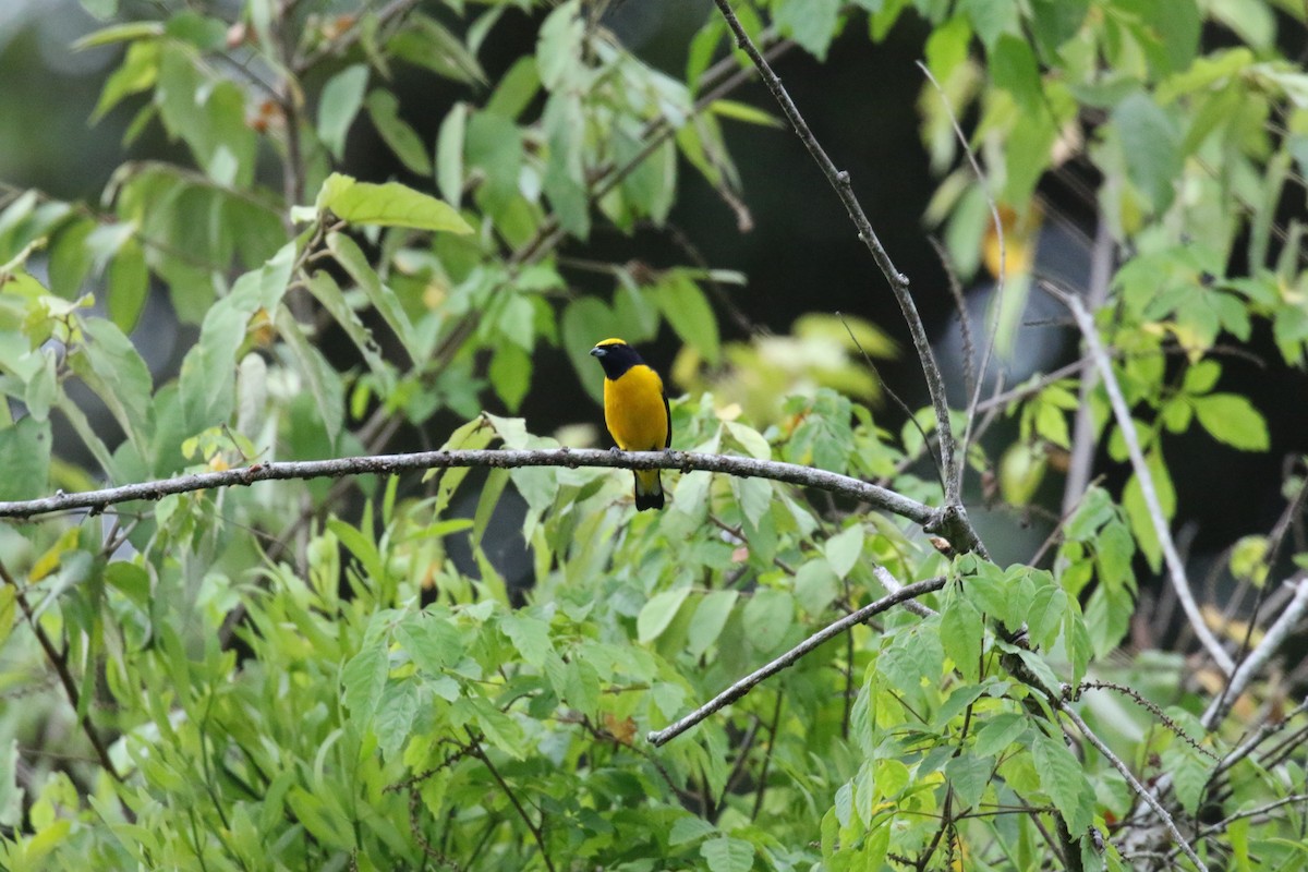 Trinidad Euphonia - ML639759750