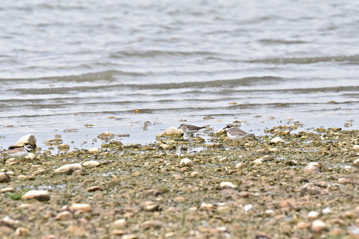 Temminck's Stint - ML639759761