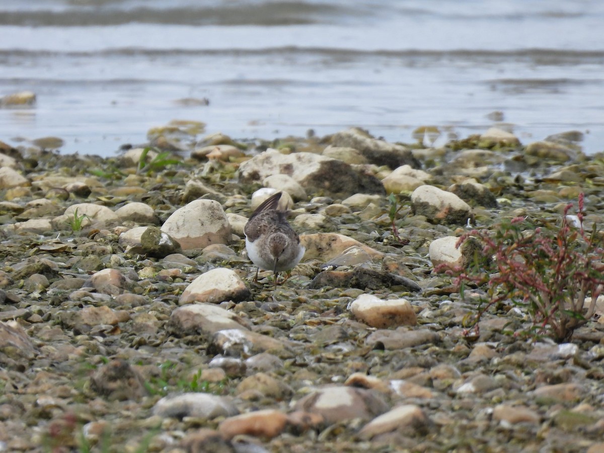 Temminck's Stint - ML639759762