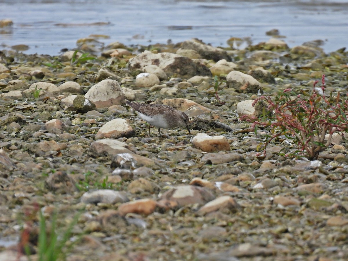 Temminck's Stint - ML639759763