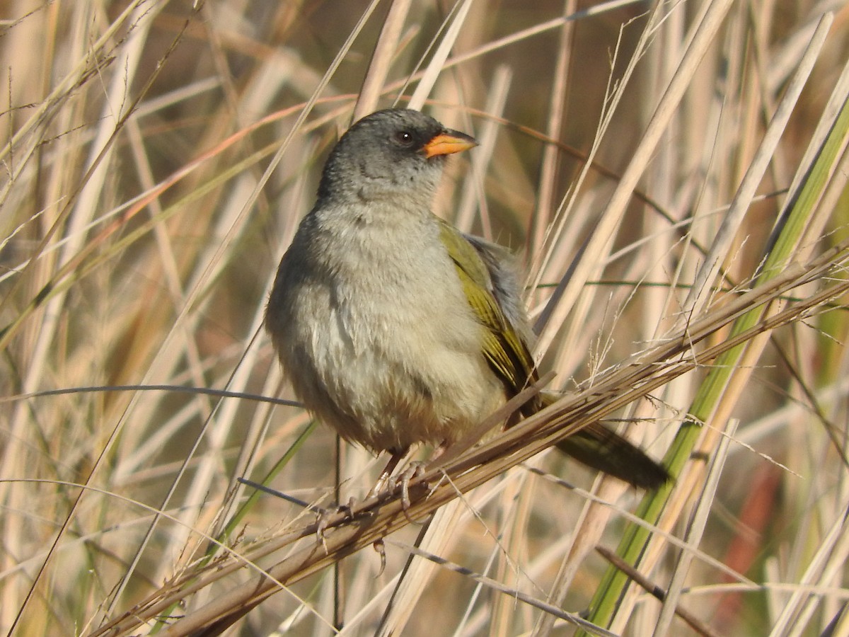 Great Pampa-Finch - ML639759769