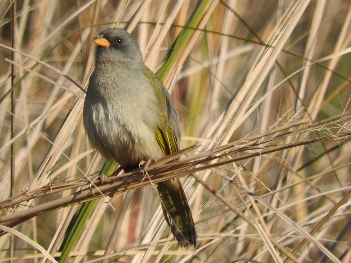Great Pampa-Finch - ML639759806