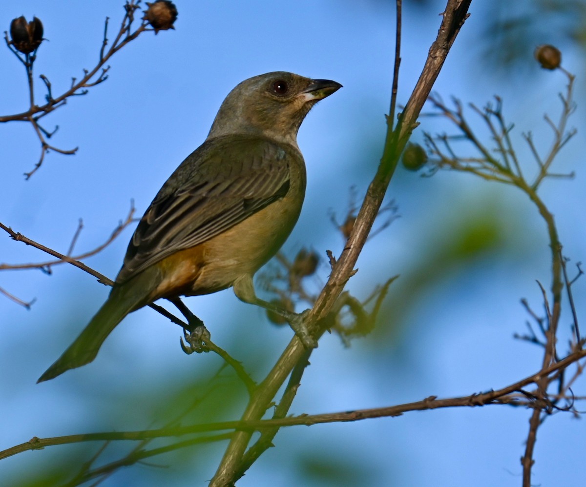 Blue-and-yellow Tanager - ML639759826