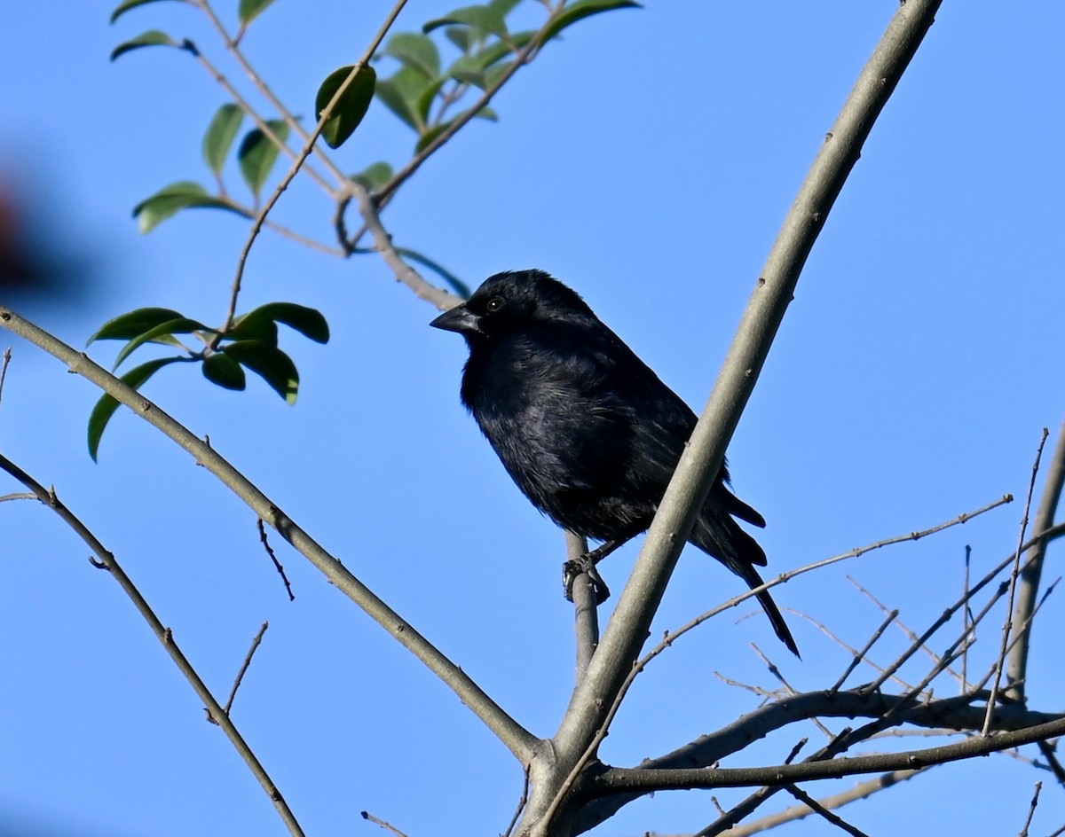 Screaming Cowbird - ML639759841