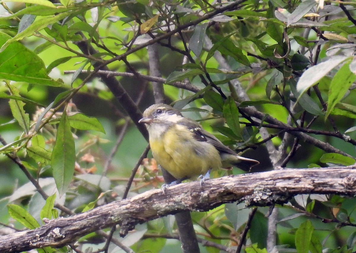 Yellow-bellied Tit - ML639759849