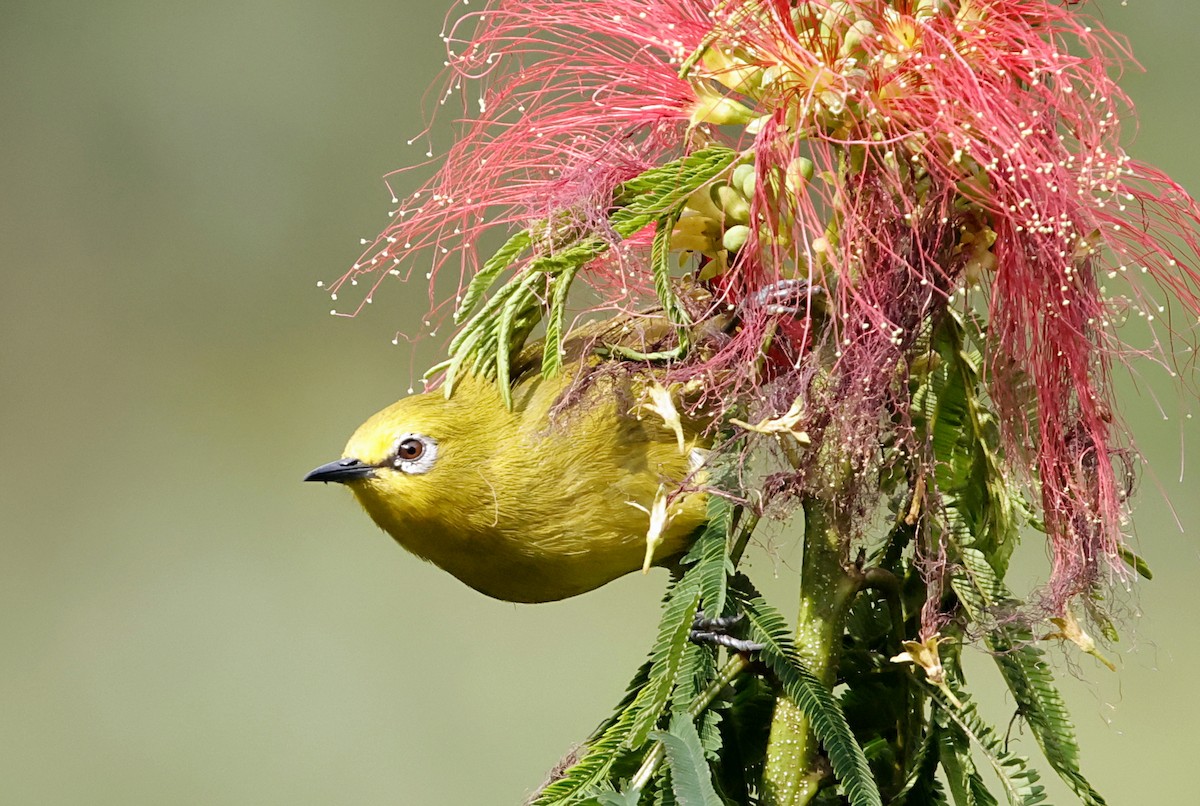 Green White-eye - ML639759857