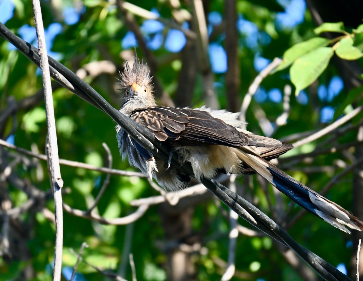 Guira Cuckoo - ML639759868