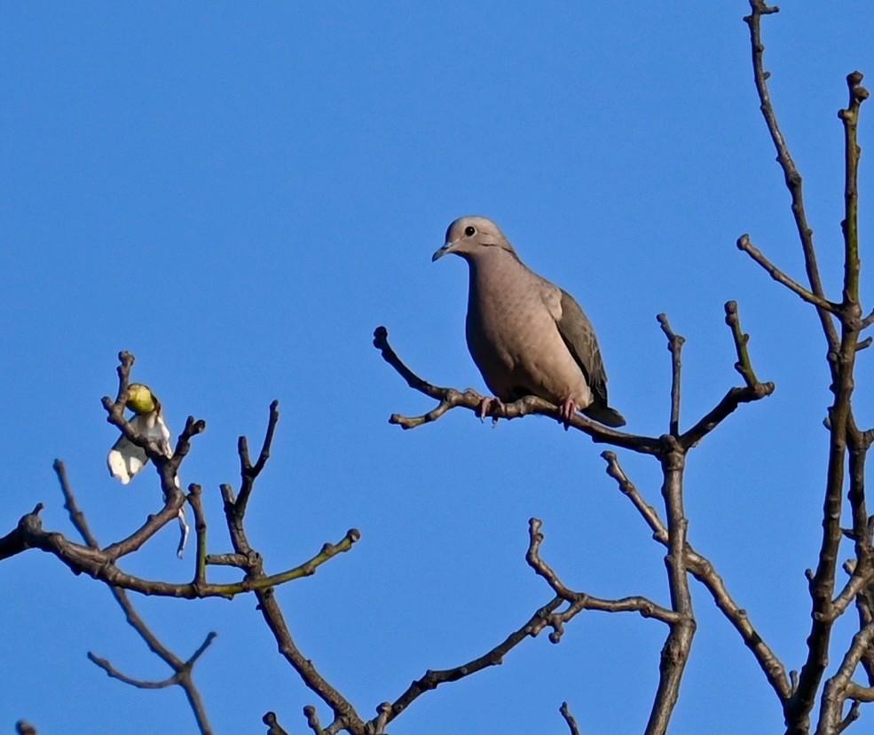 Eared Dove - ML639759973